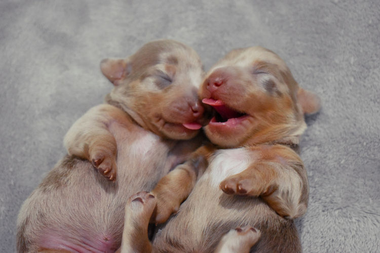 Westside Dachshunds