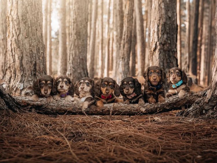 Westside Dachshunds
