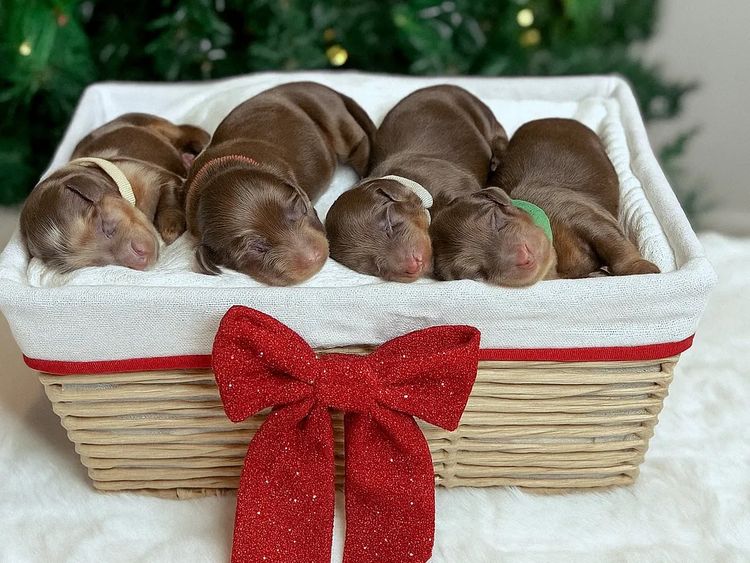 Westside Dachshunds