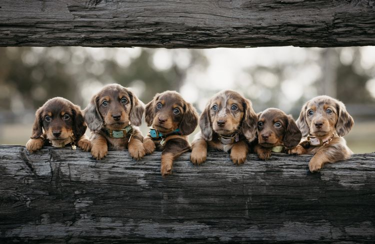 Westside Dachshunds
