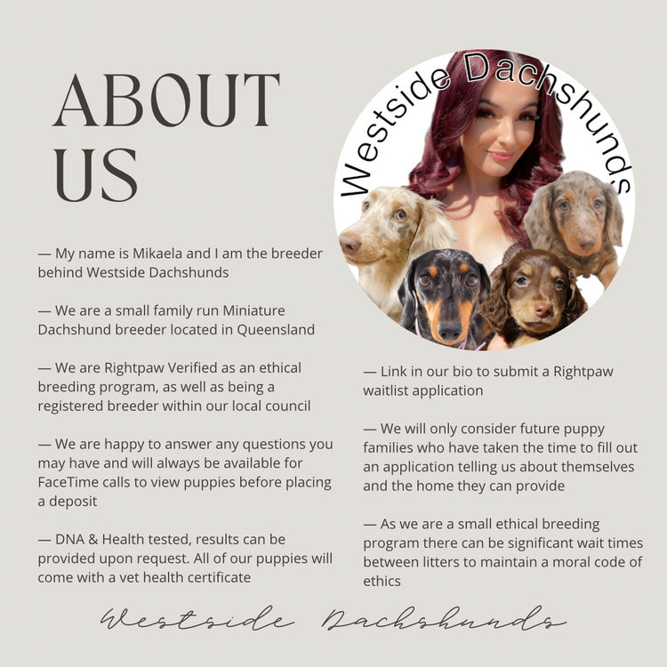 Westside Dachshunds