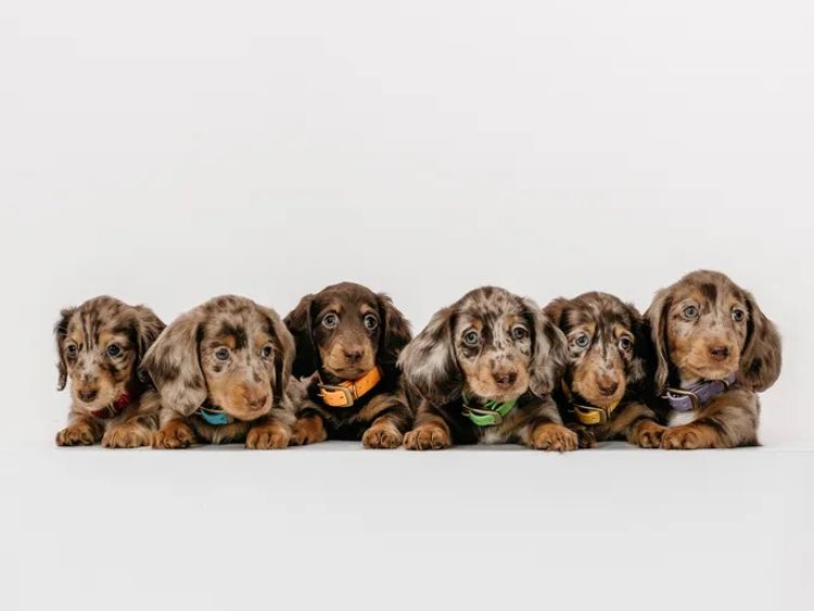 Westside Dachshunds