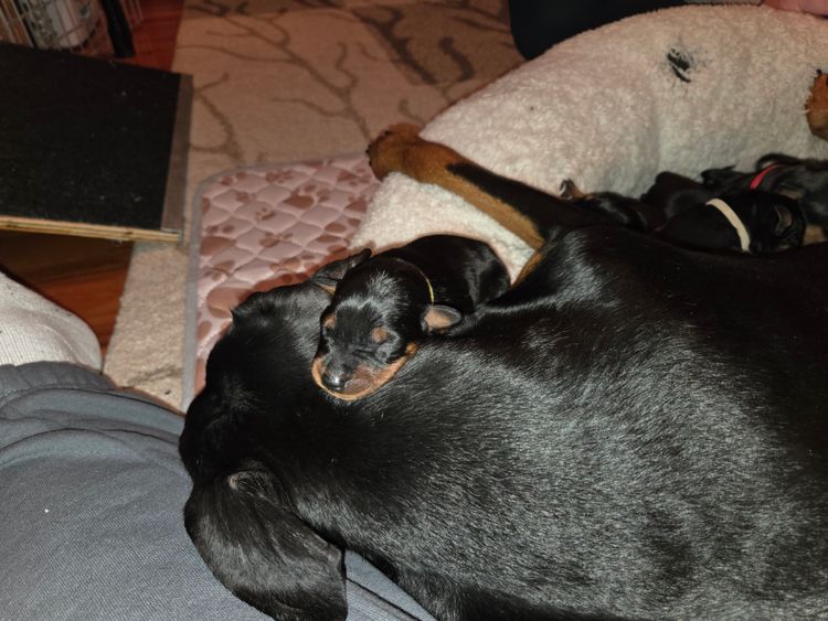 New Asgard Kennels - German Pinscher