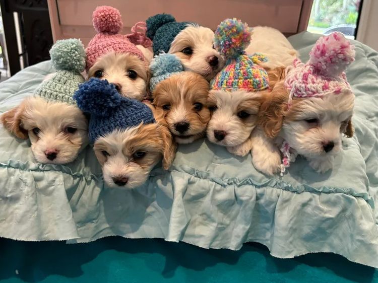 Furever Furbabies - Cavoodles