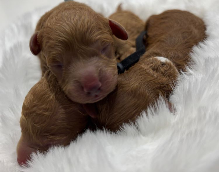 Furever Furbabies - Cavoodles