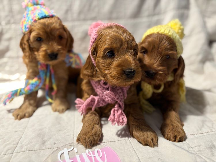 Furever Furbabies - Cavoodles