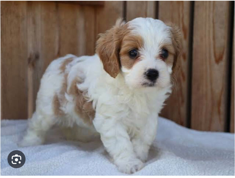 Furever Furbabies - Cavoodles