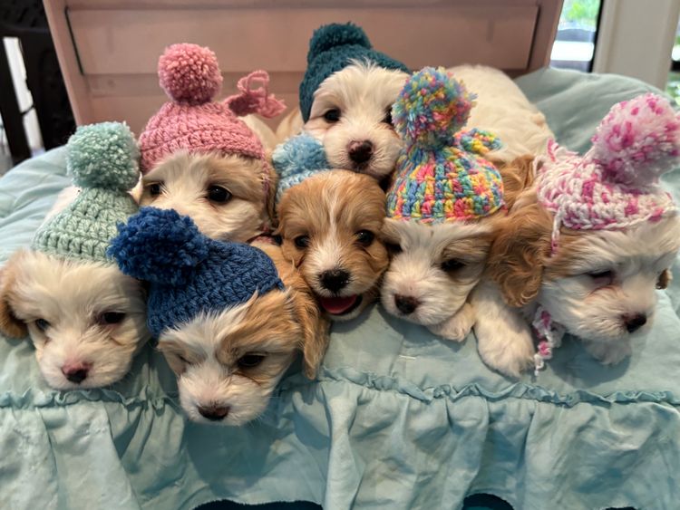 Furever Furbabies - Cavoodles