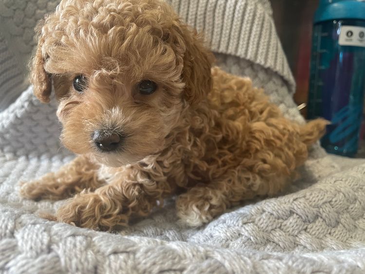 Furever Furbabies - Cavoodles