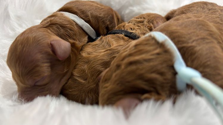 Furever Furbabies - Cavoodles