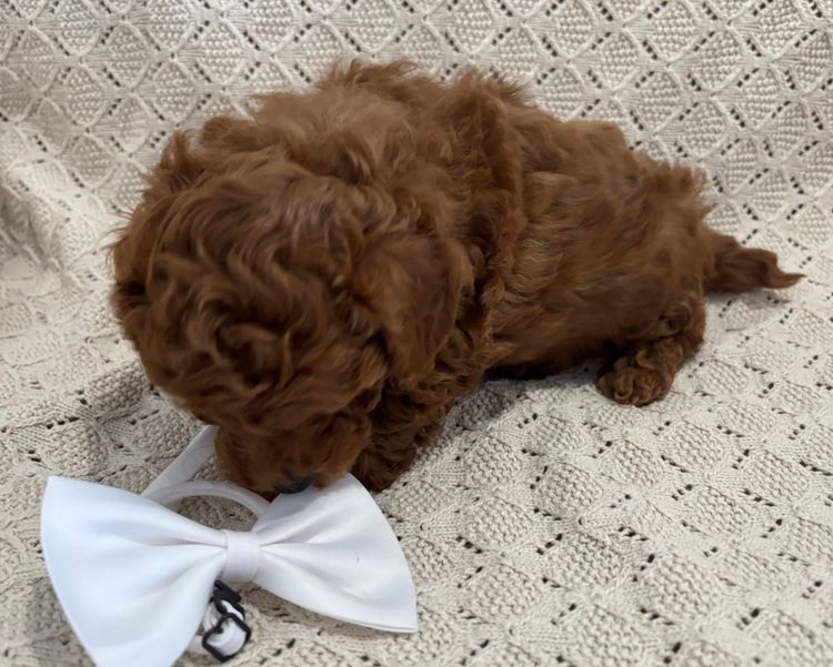 Furever Furbabies - Cavoodles