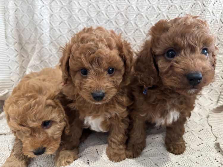 Furever Furbabies - Cavoodles