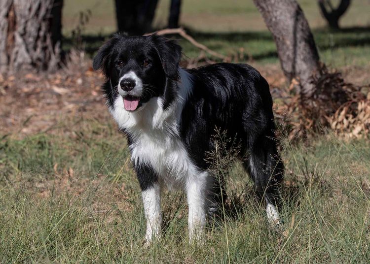 Balexi Border Collies
