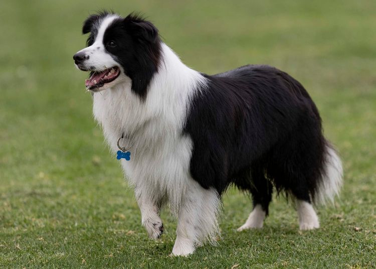 Balexi Border Collies