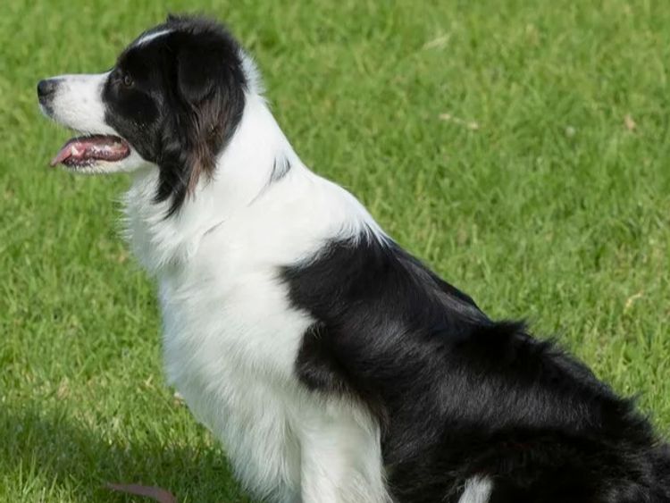 Balexi Border Collies