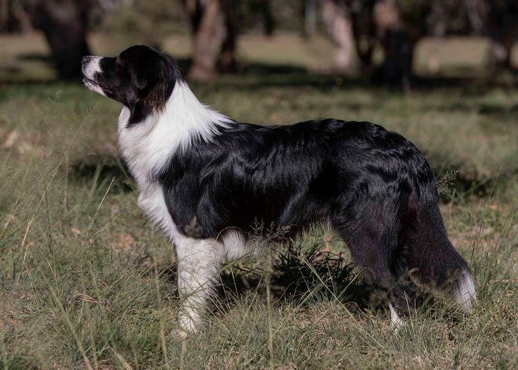 Balexi Border Collies