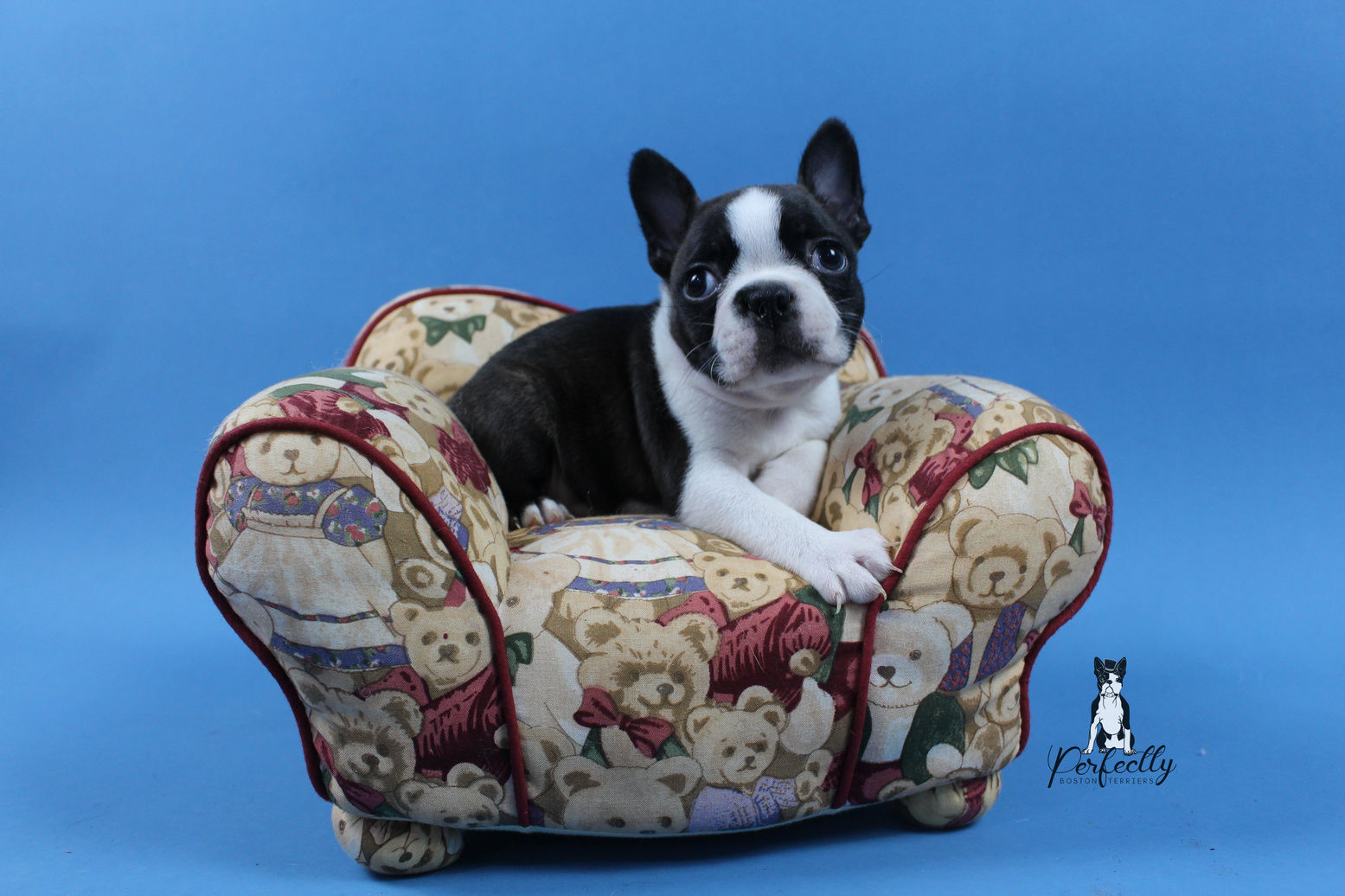 national boston terrier club website