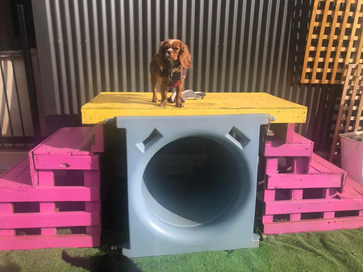 Cavmania Kennels