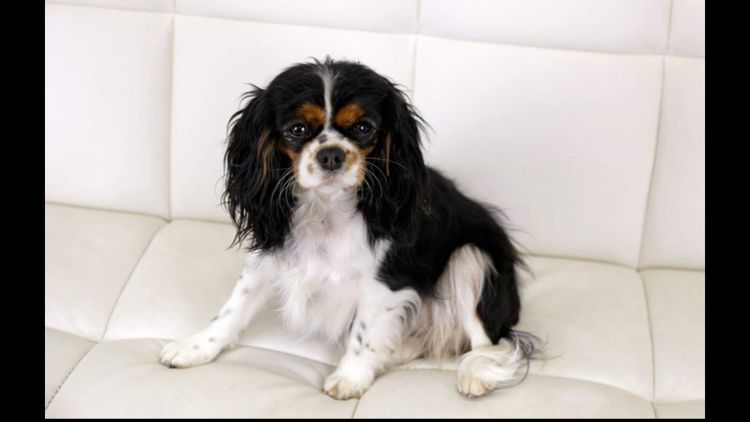 Cavmania Kennels