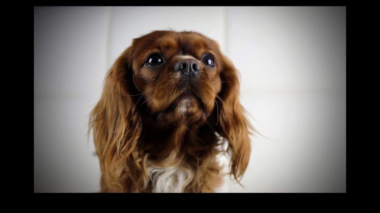 Cavmania Kennels