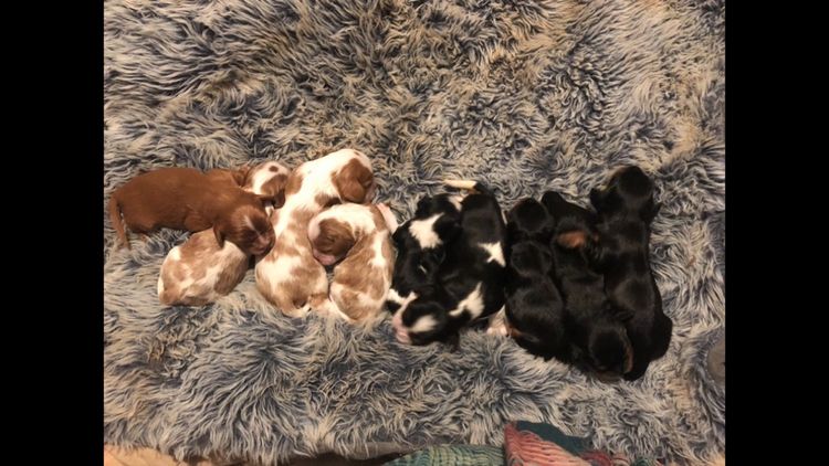 Cavmania Kennels