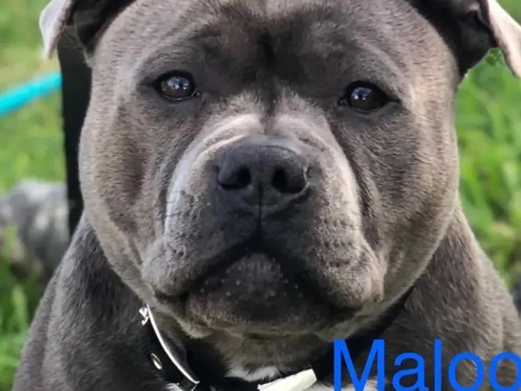 Lola & Mahalo Beauties