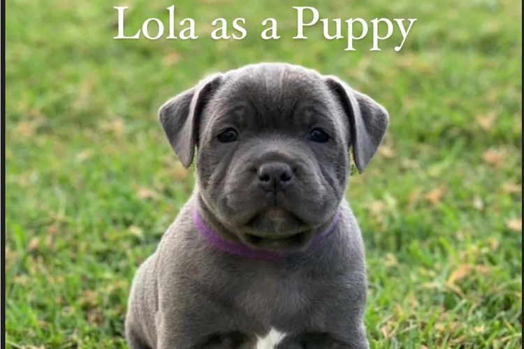 Lola & Mahalo Beauties