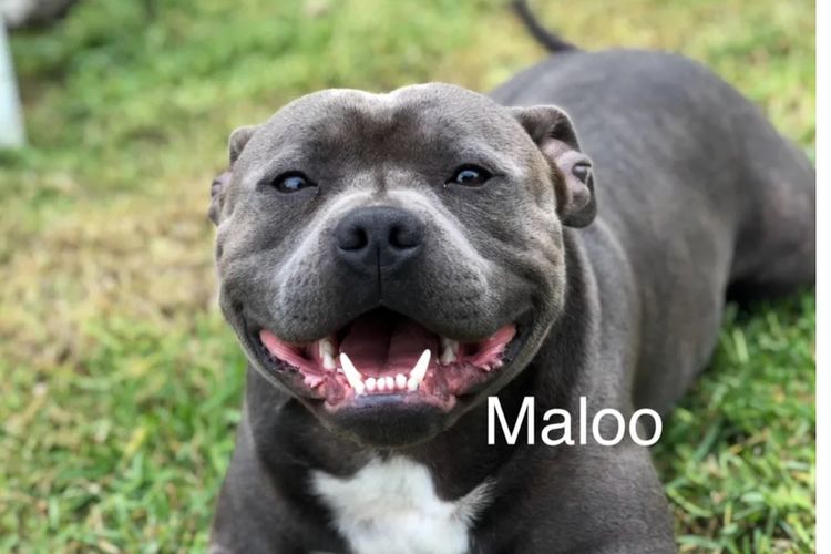 Lola & Mahalo Beauties
