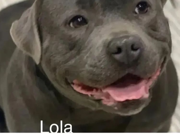Lola & Mahalo Beauties