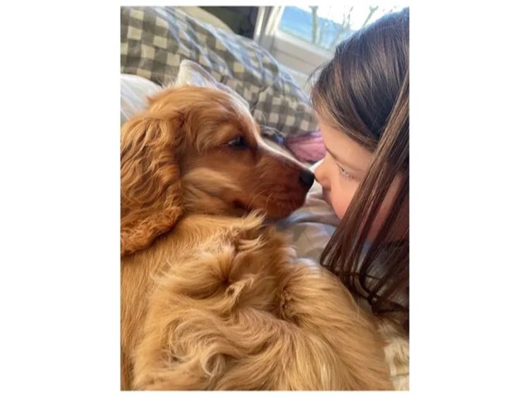 E M Spaniels