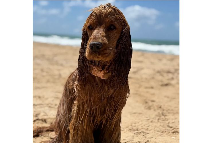 E M Spaniels
