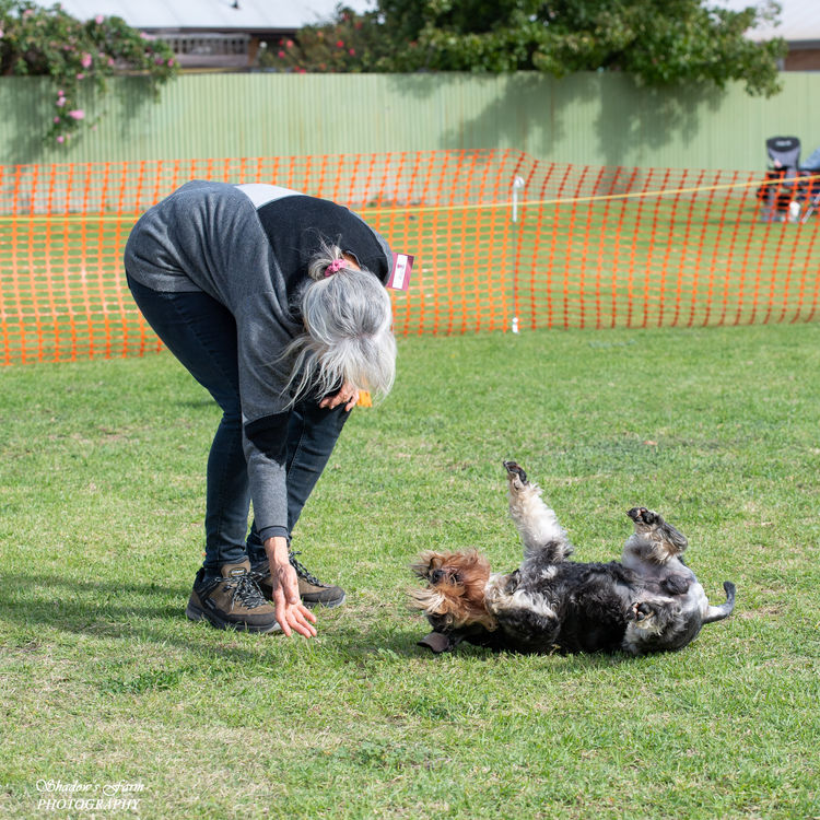 Stanhaft Miniature Schnauzers