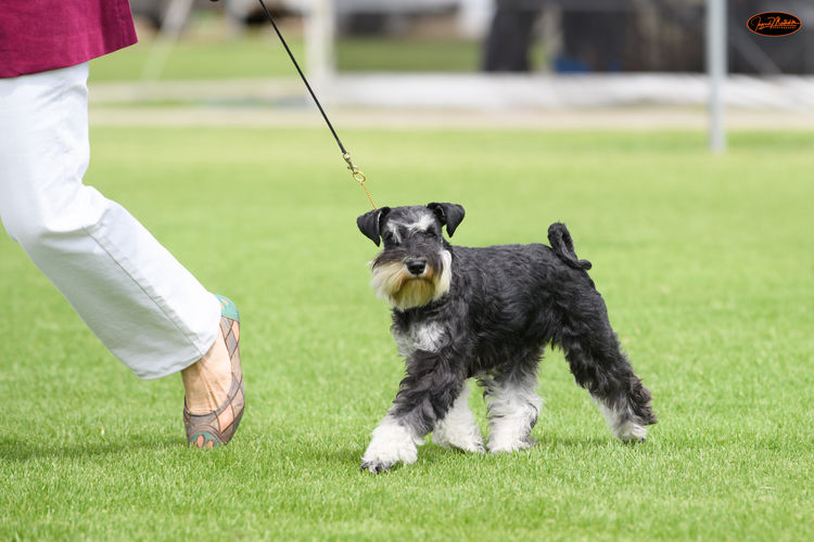 Stanhaft Miniature Schnauzers