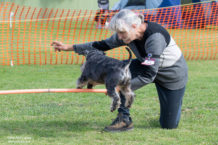 Stanhaft Miniature Schnauzers