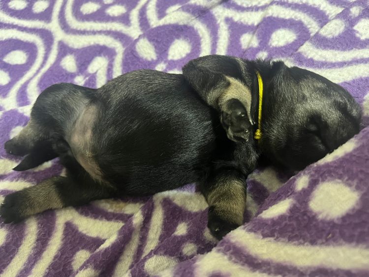 Stanhaft Miniature Schnauzers