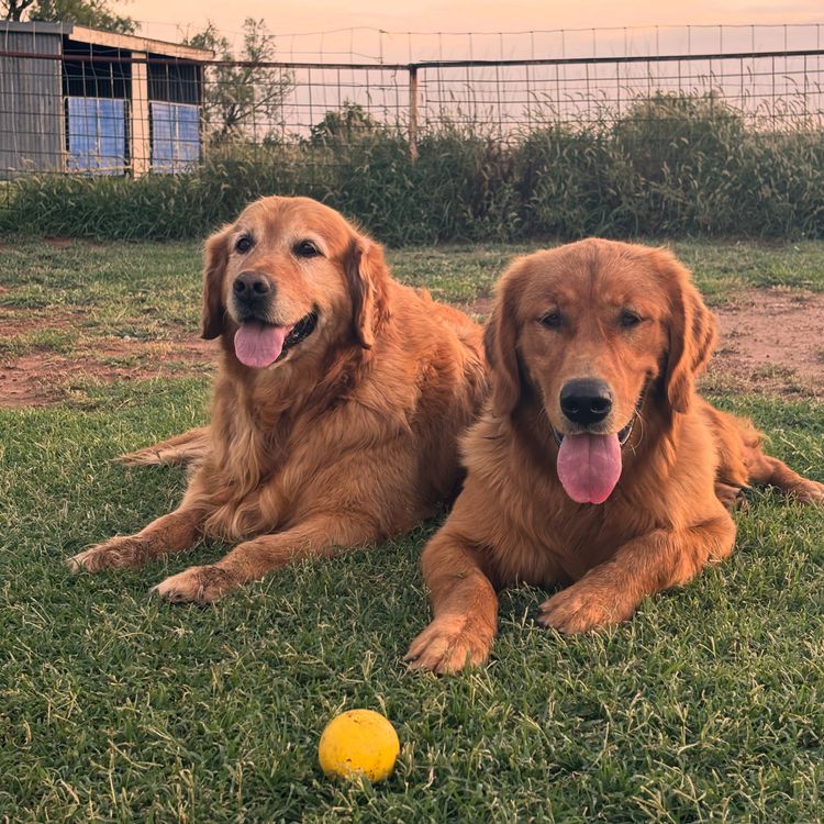 Oakover_Retrievers
