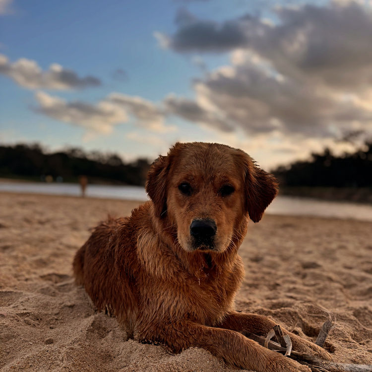 Oakover_Retrievers