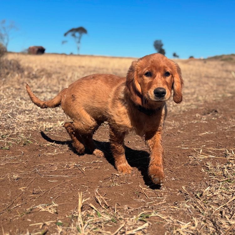 Oakover_Retrievers
