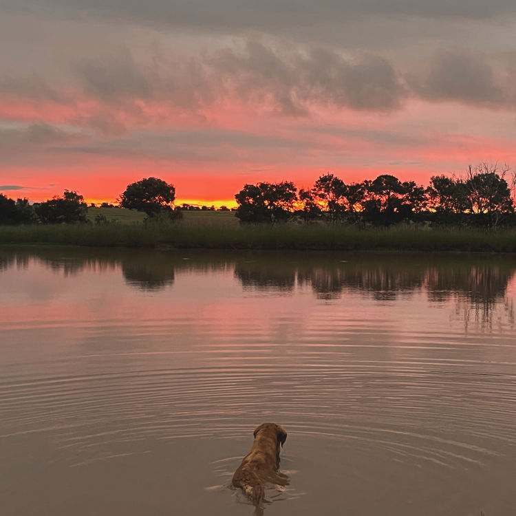 Oakover_Retrievers