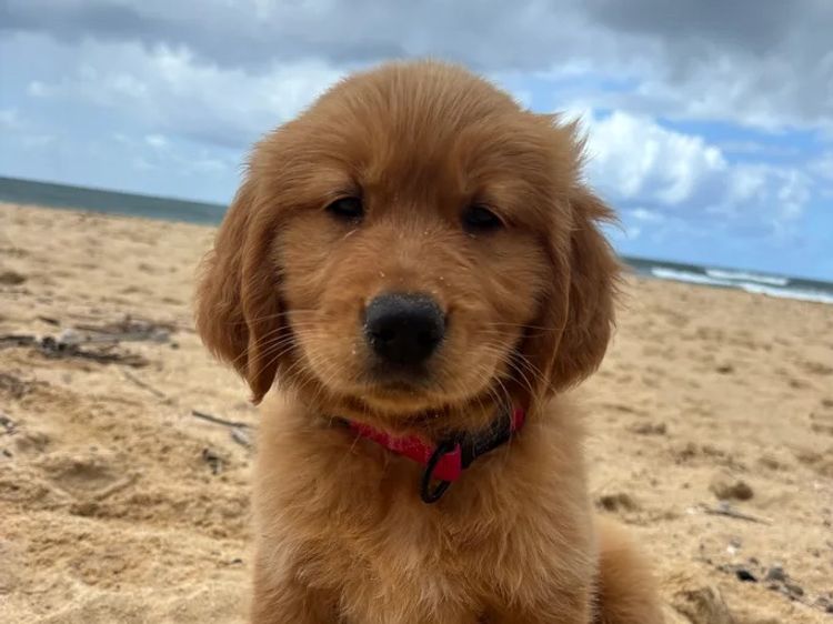 Oakover_Retrievers
