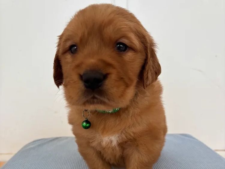 Oakover_Retrievers