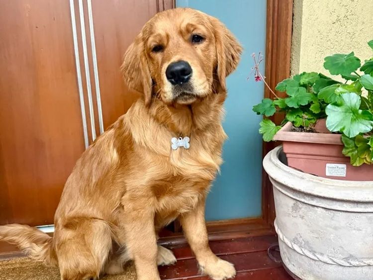Oakover_Retrievers