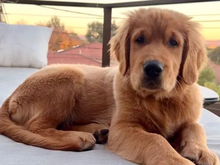 Oakover_Retrievers