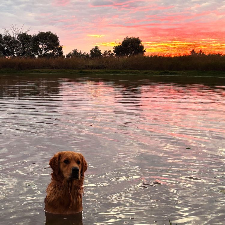 Oakover_Retrievers