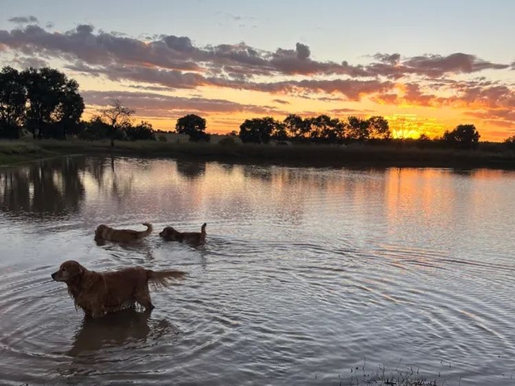 Oakover_Retrievers