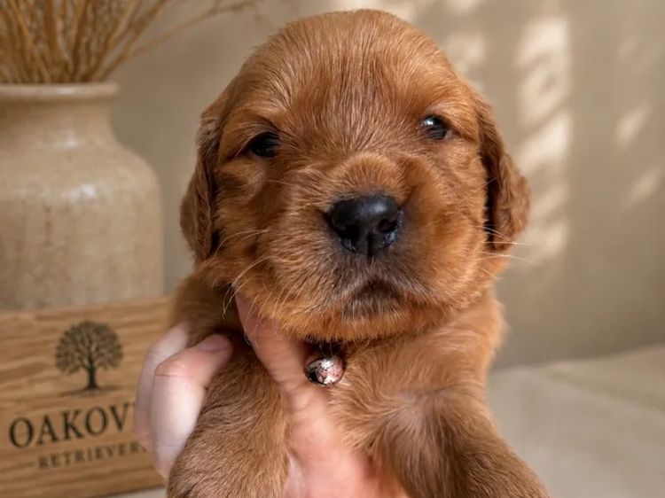 Oakover_Retrievers