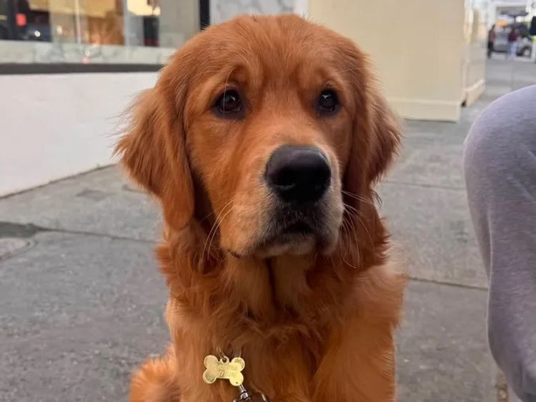 Oakover_Retrievers