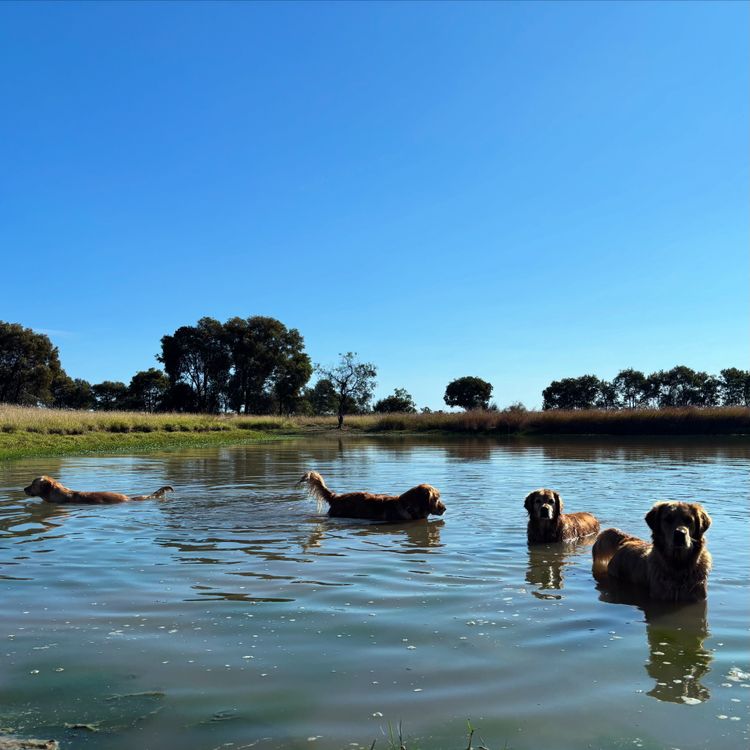 Oakover_Retrievers