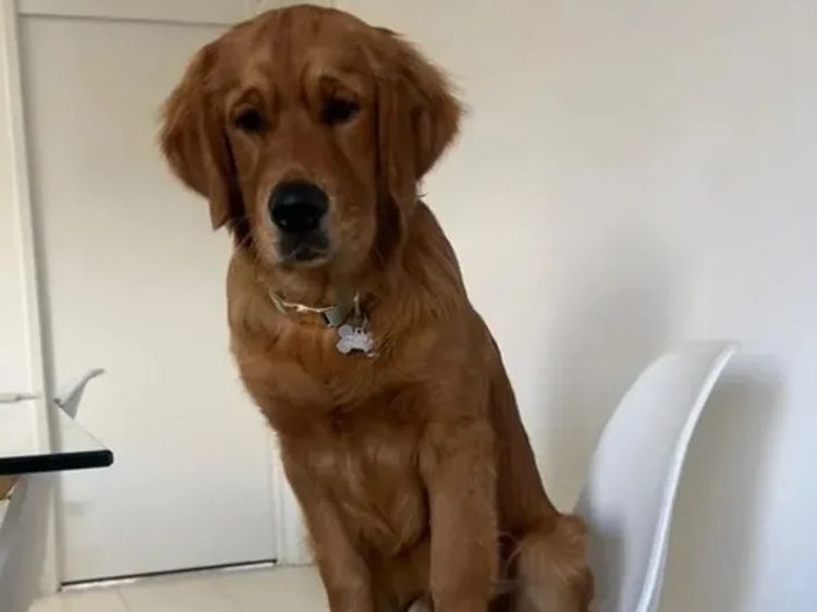 Oakover_Retrievers
