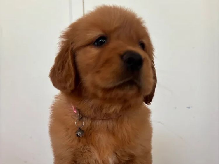 Oakover_Retrievers